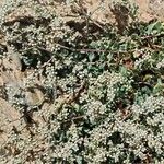 Corrigiola telephiifolia Kvet