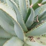 Aloe ferox Folha