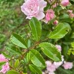 Rosa gallica Liść
