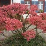 Euonymus alatus Habit