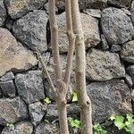 Sideroxylon mirmulans Bark