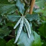 Garrya elliptica Λουλούδι