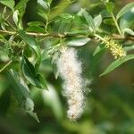 Salix triandra Habitat