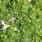 Felicia fruticosa Hoja