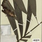Bactris acanthocarpoides Froito