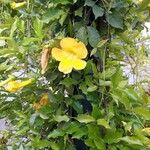 Dolichandra unguis-cati Virág