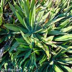 Agave lophantha Листок