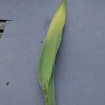 Eryngium yuccifolium Blad