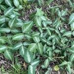 Desmodium uncinatum Leaf