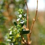 Clinopodium gilliesii Flower