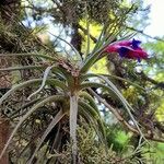 Tillandsia aeranthos 整株植物