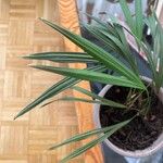 Trachycarpus fortuneiЛист