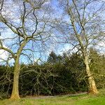 Platanus × hispanica Habitat