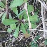 Hypochaeris glabra Blad