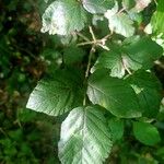 Rubus foliosus Blatt