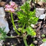 Mutellina adonidifolia 花