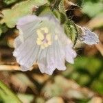 Monsonia angustifolia Blomst