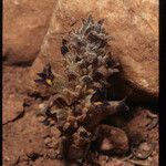 Orobanche ludoviciana অভ্যাস
