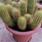 Echinopsis huascha Hoja