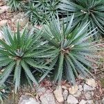 Dyckia brevifolia Лист