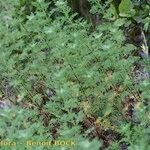 Artemisia chamaemelifolia Natur