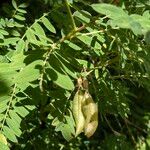 Astragalus penduliflorus ശീലം