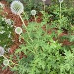 Echinops sphaerocephalusLeaf