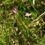 Centaurium pulchellum 整株植物