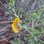 Crotalaria emarginella Hoja