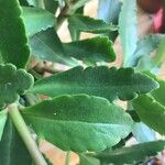 Kalanchoe miniata Blad