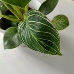 Peperomia maculosa Blad