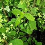 Viburnum plicatum Ліст