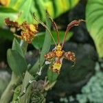 Oncidium baueri Çiçek
