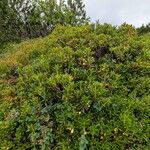 Rhododendron ferrugineum Natur