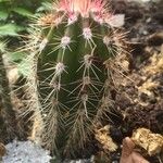 Echinocereus viridiflorus Ліст