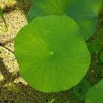 Nelumbo nucifera 葉