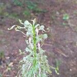 Himantoglossum hircinum Bloem