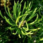 Pinus edulis Hoja