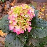 Hydrangea macrophylla Blad