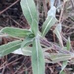 Oenothera stricta 叶