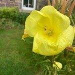 Oenothera glazioviana Floro