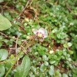 Chimaphila umbellata പുഷ്പം