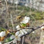 Prunus aviumFlower