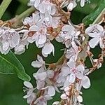 Koenigia polystachya ফুল