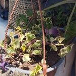 Senecio macroglossus Hoja