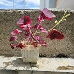 Oxalis triangularis 形態