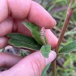 Froelichia floridana