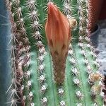 Cleistocactus spp. फूल