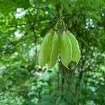 Staphylea trifolia Fruit