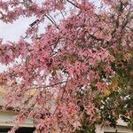 Ceiba speciosa Flower